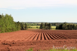 A freshly tilled potato field in Indian River