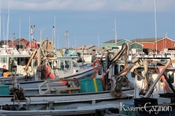 Fishing boats in Malpeque Harbor